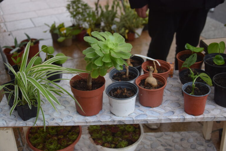 Photographie de plantes échangeables lors du troc jardin organisé par la bulle récolte et plantation