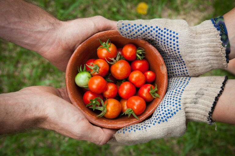 Photo de tomates